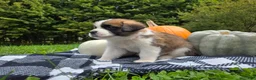 Saint Bernard dogs for sale: Buckeye - Ad 5
