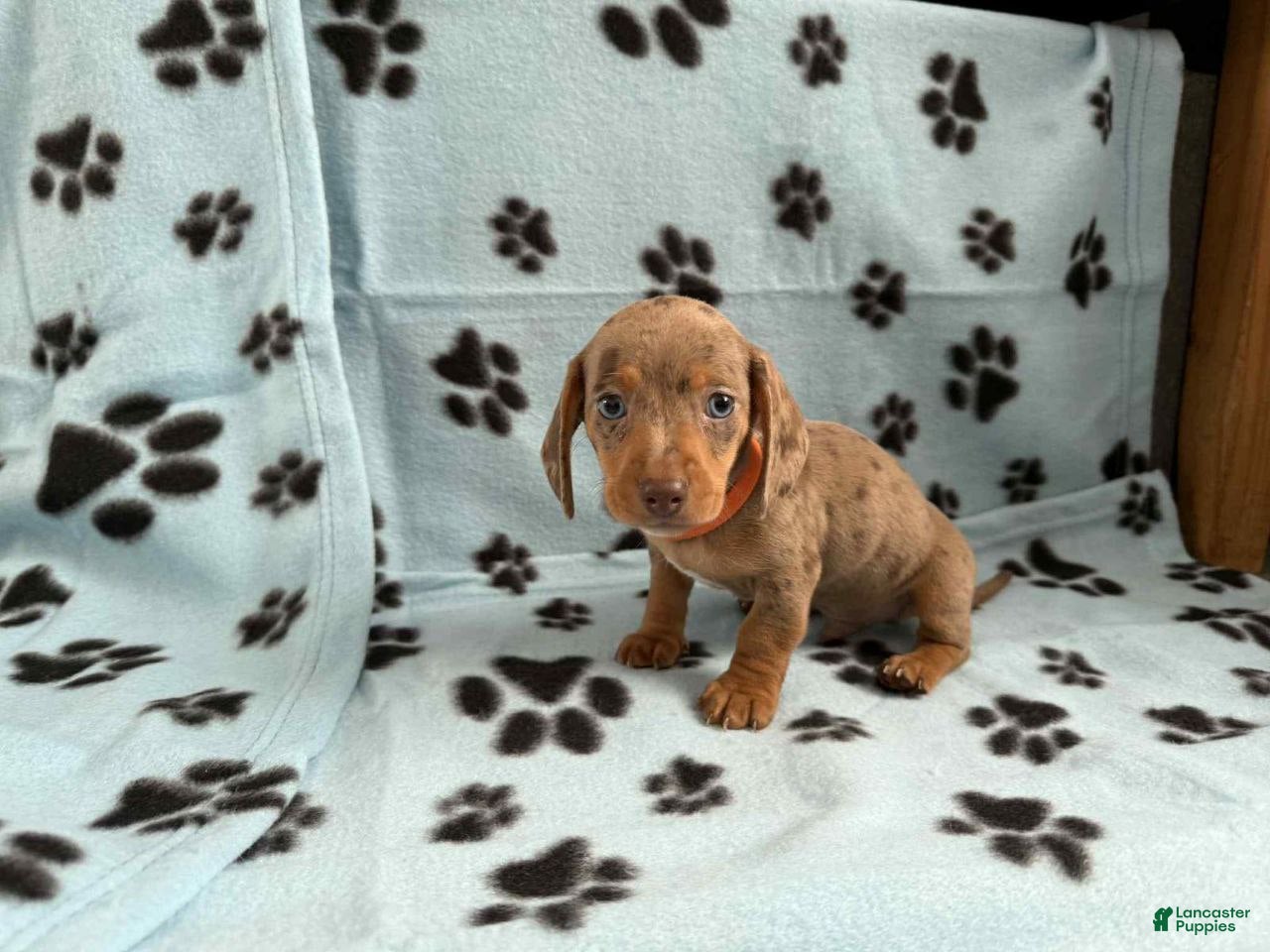 Miniature Dachshund dogs Miniature Dachshund Puppy 4 - Ad 9