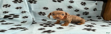 Miniature Dachshund Puppy 4