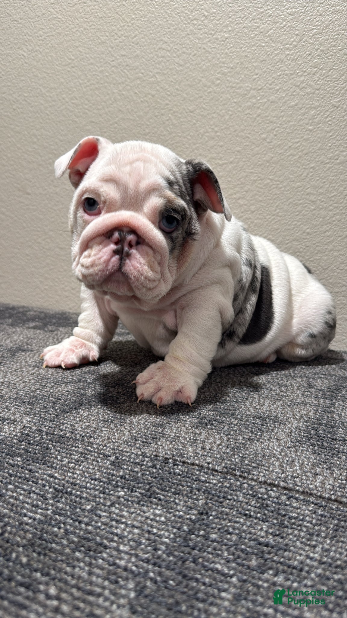 English Bulldog dogs English Bulldog Puppy 2 - Ad 1