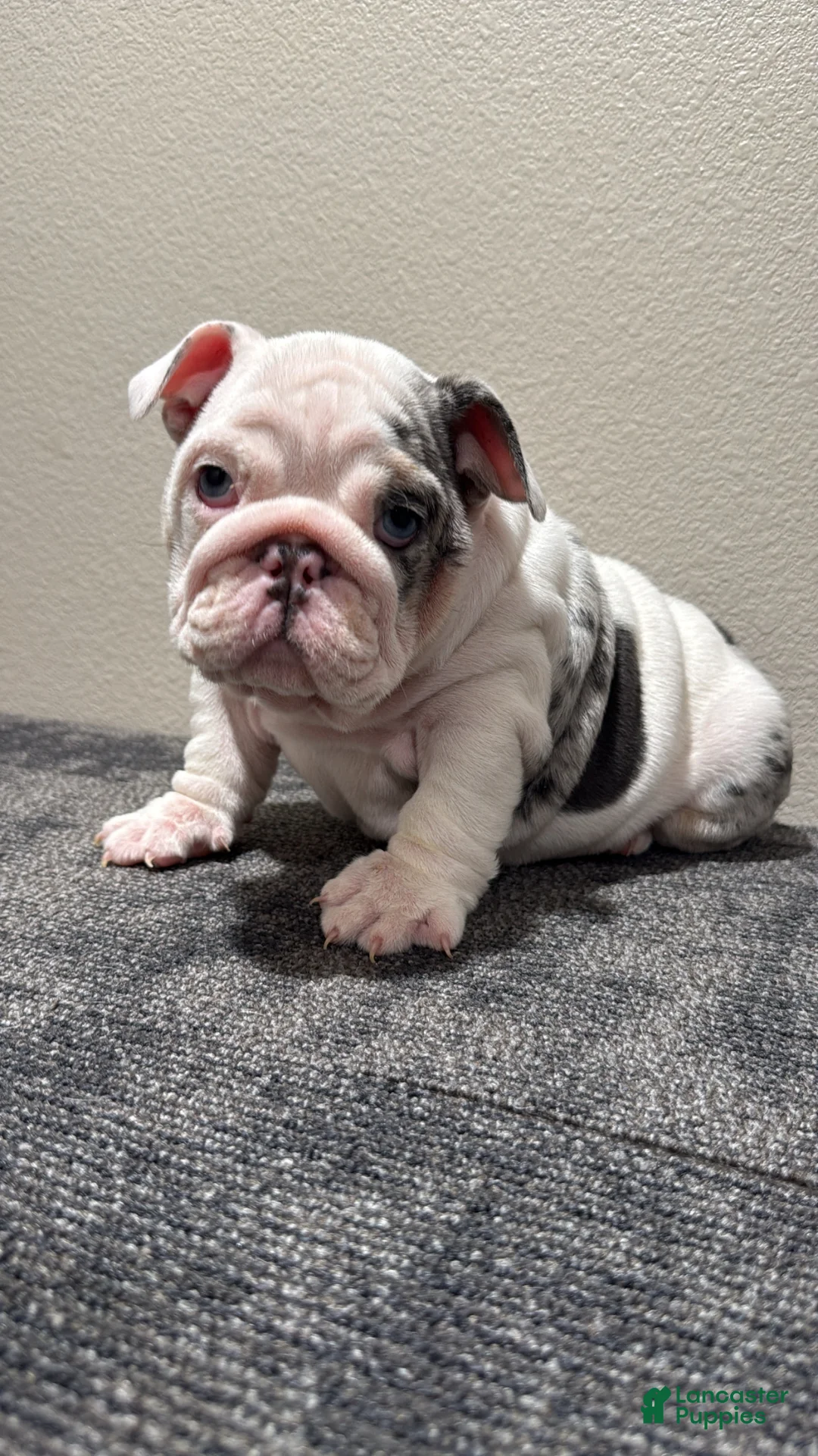 English Bulldog dogs for sale: English Bulldog Puppy 2 - Ad 1