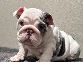 English Bulldog dogs English Bulldog Puppy 2 - Ad 7