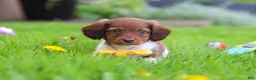 Miniature Dachshund dogs for sale: Archie - Ad 2
