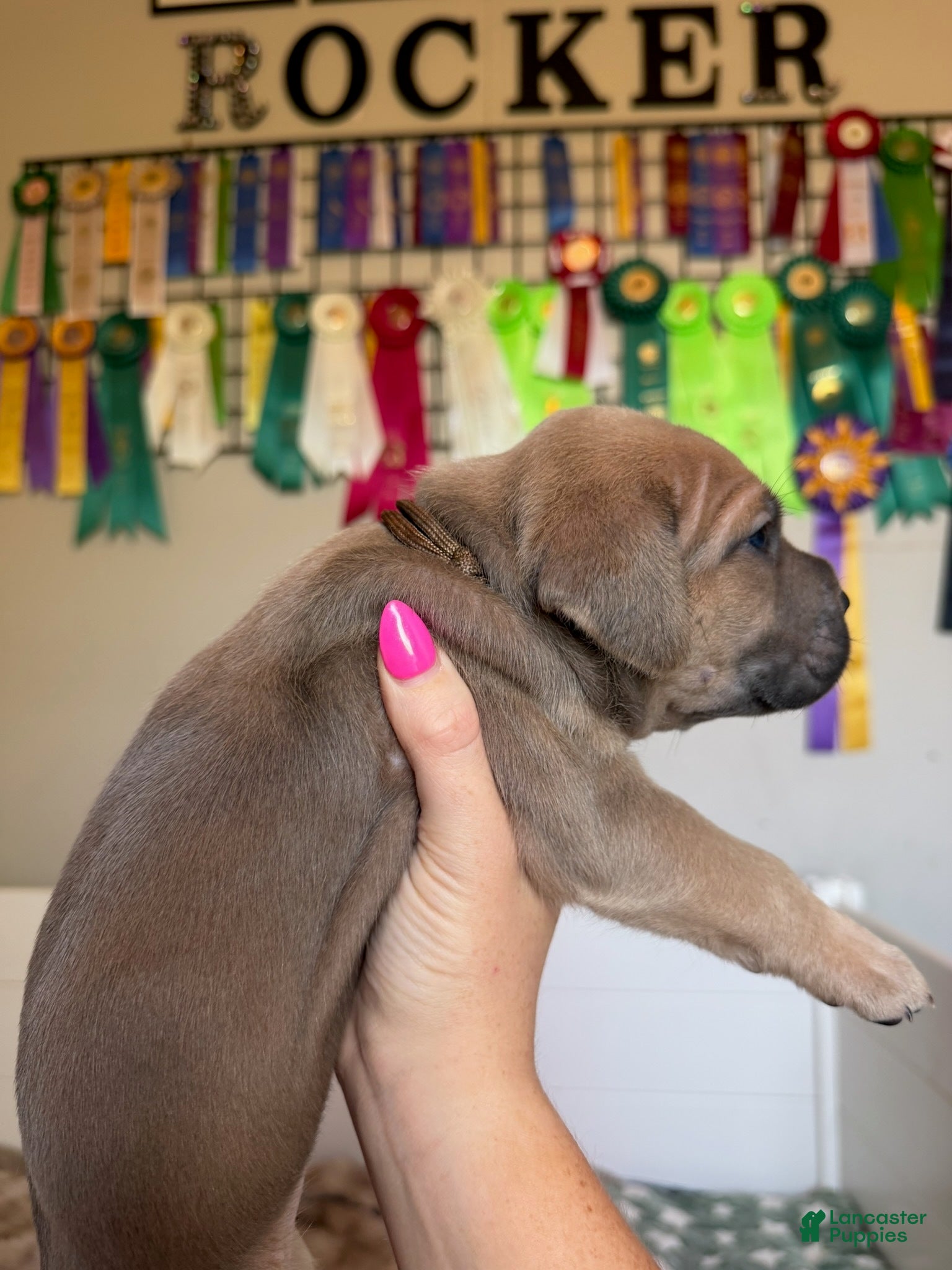 Cane Corso dogs Cane Corso Female 1 (Brown) - Ad 1