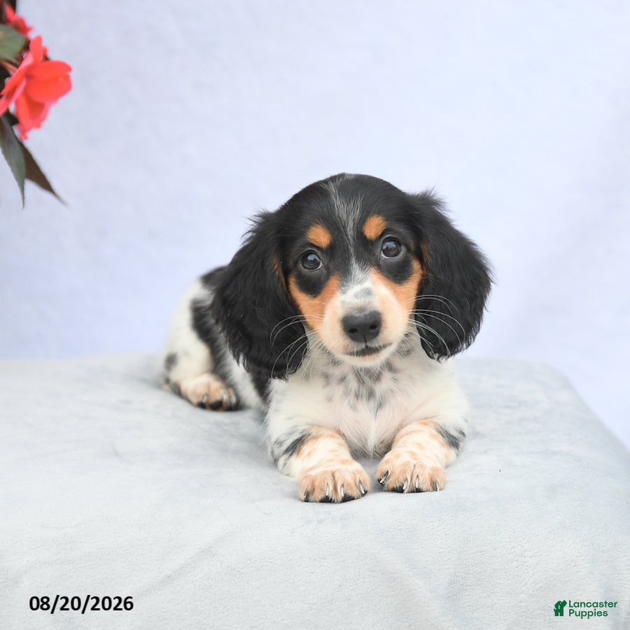 Miniature Dachshund dogs Hazel - Ad 2