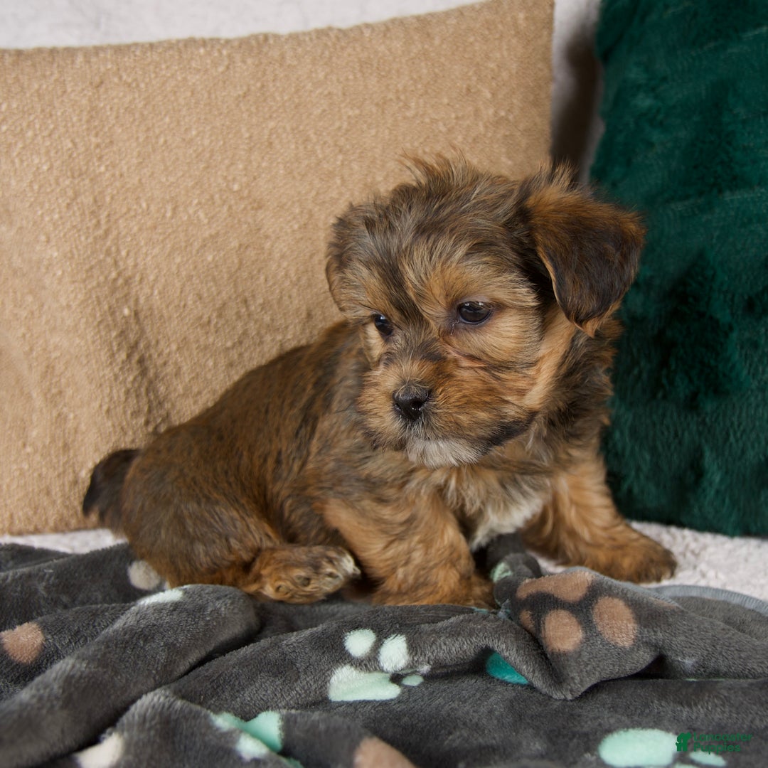 Shorkie dogs for sale: Ian - Ad 3