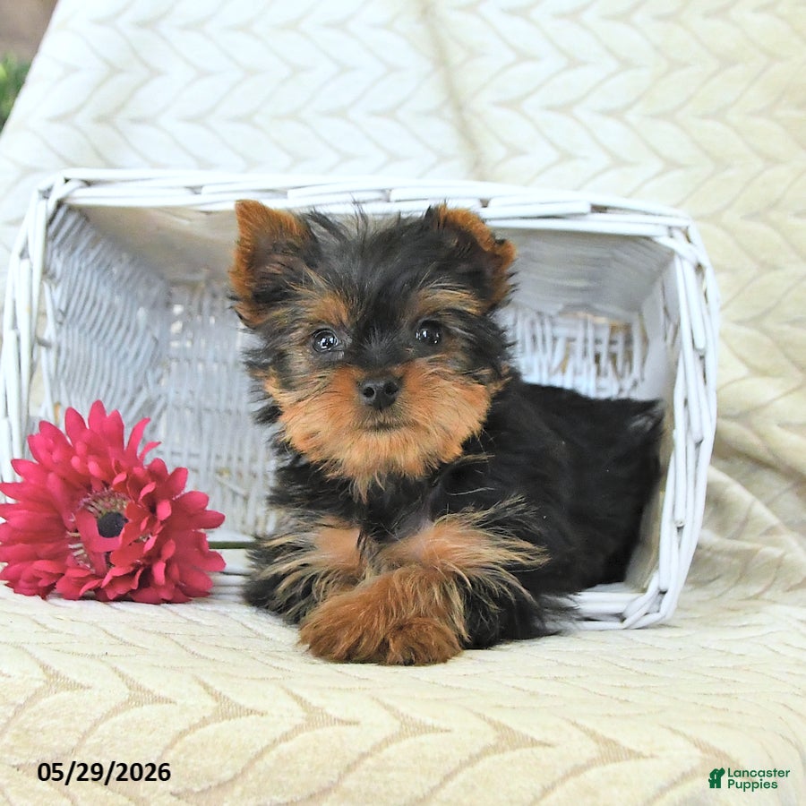 Yorkshire Terrier dogs Janice - Ad 1