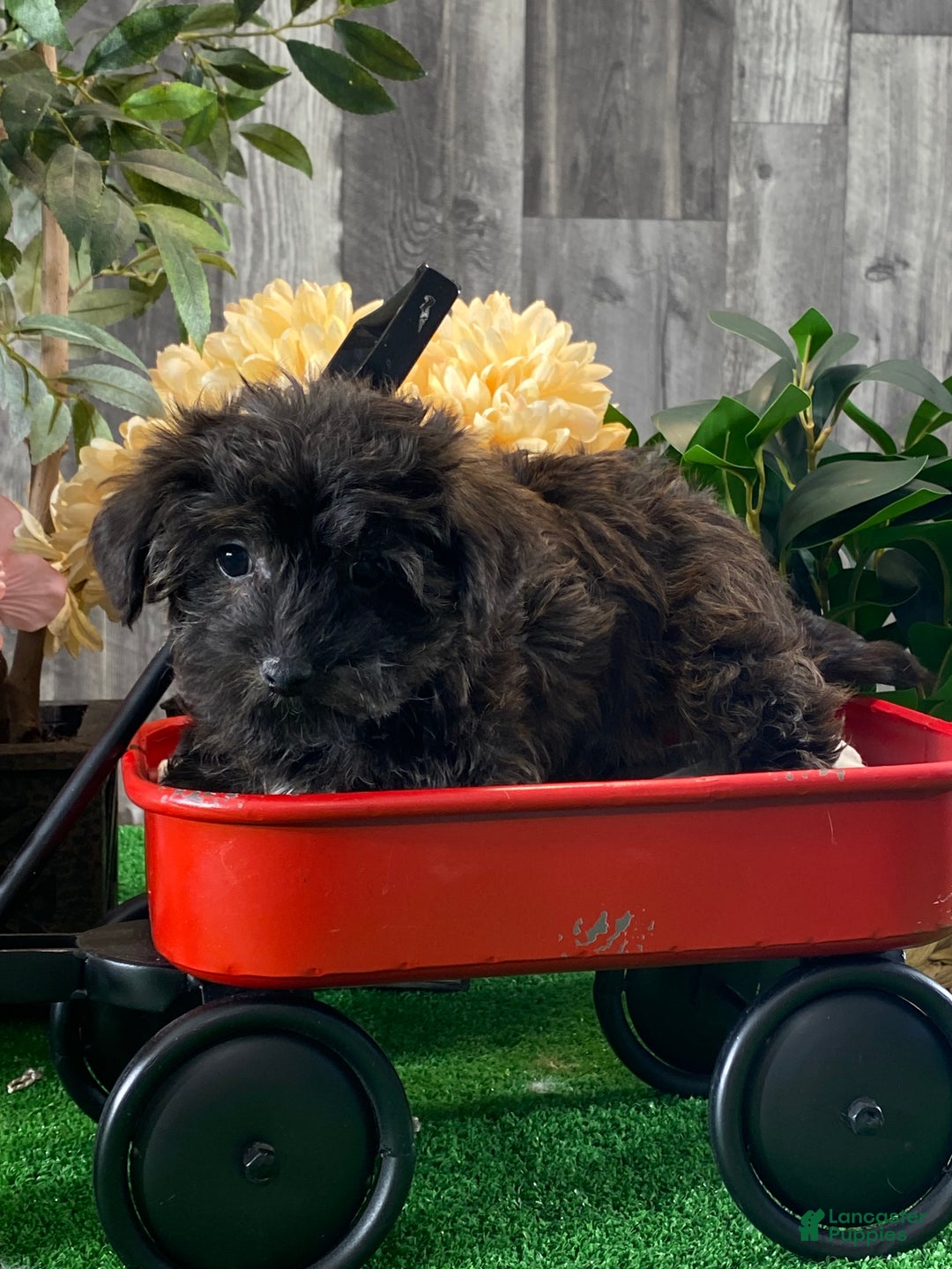 Yorkiepoo dogs for sale: Parker - Ad 2