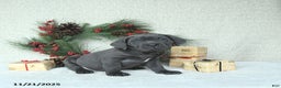 Cane Corso dogs for sale: Noel - Ad 8
