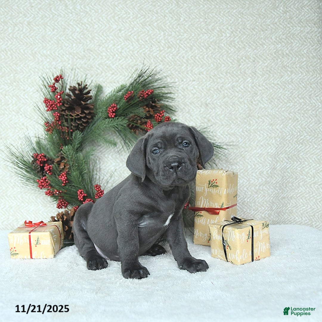 Cane Corso dogs for sale: Noel - Ad 8