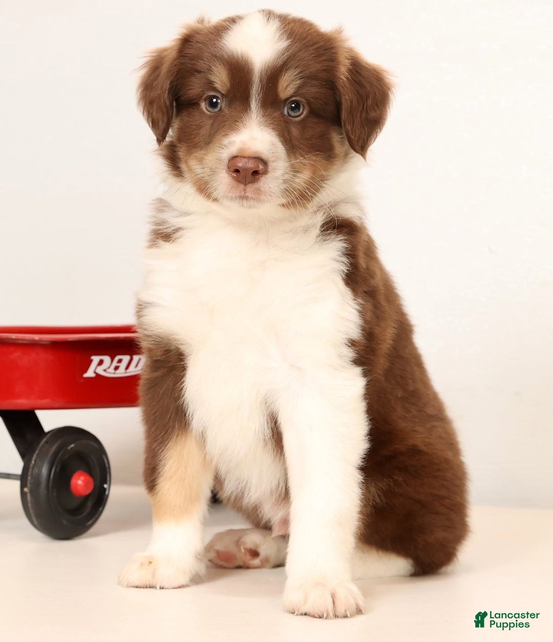 Miniature Australian Shepherd dogs for sale: Randy - Ad 8