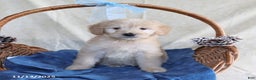 Goldendoodle dogs for sale: Beauty - Ad 4