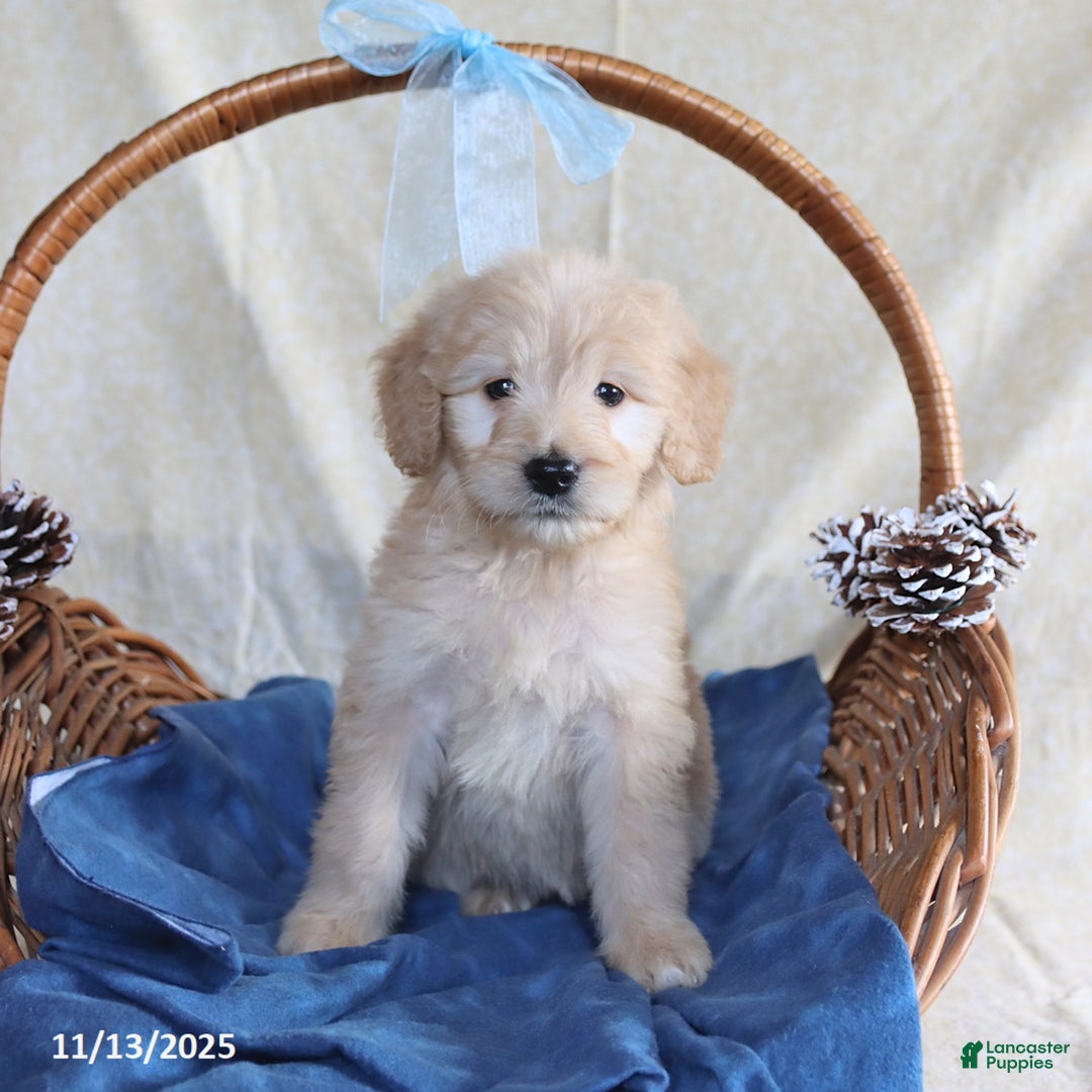 Goldendoodle dogs for sale: Beauty - Ad 4
