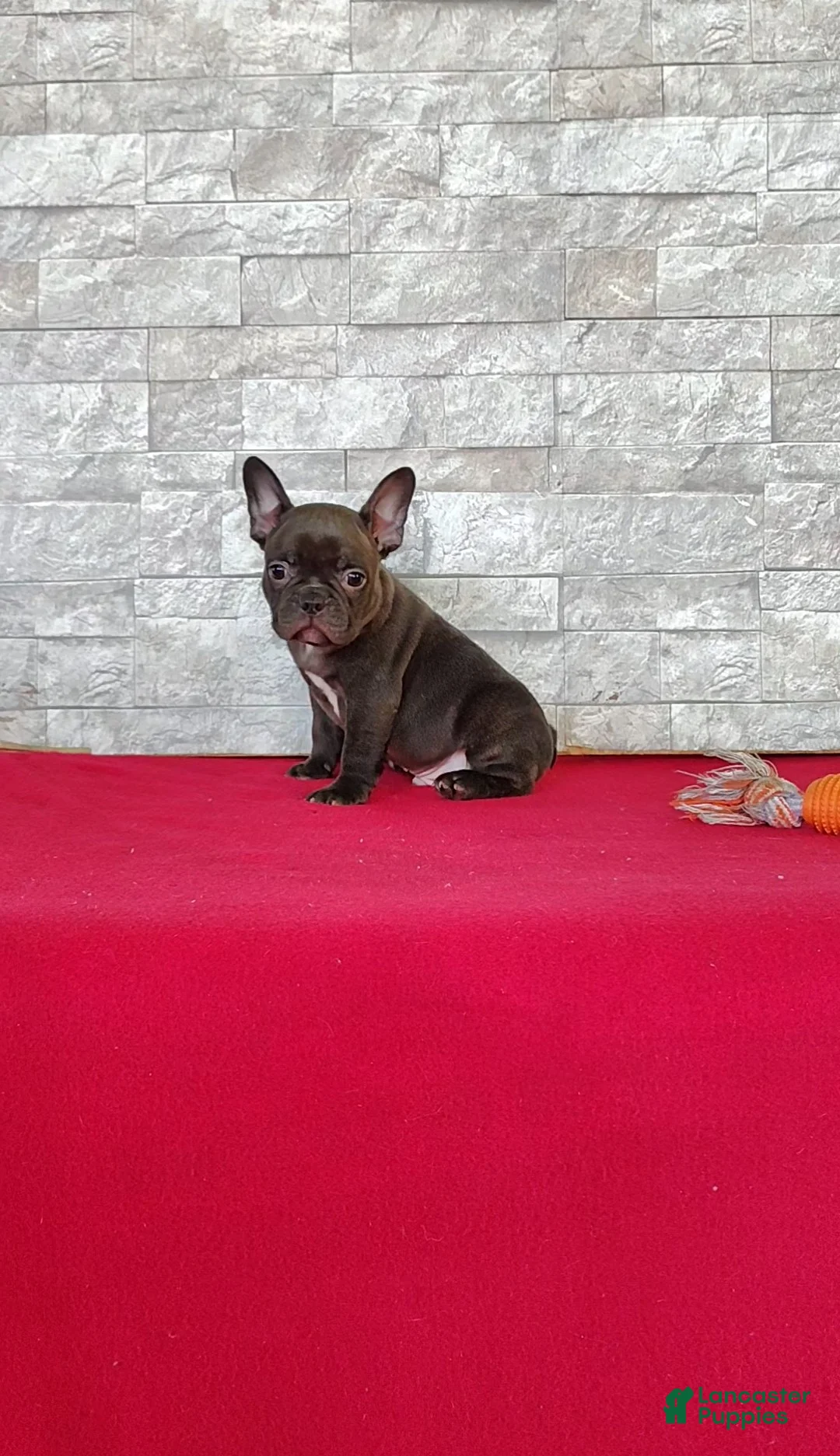 Frenchton dogs for sale: Buster - Ad 1