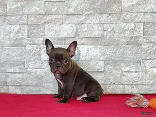 Frenchton dogs for sale: Buster - Ad 2