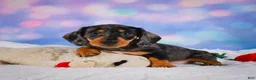 Miniature Dachshund dogs for sale: Rolex - Ad 8