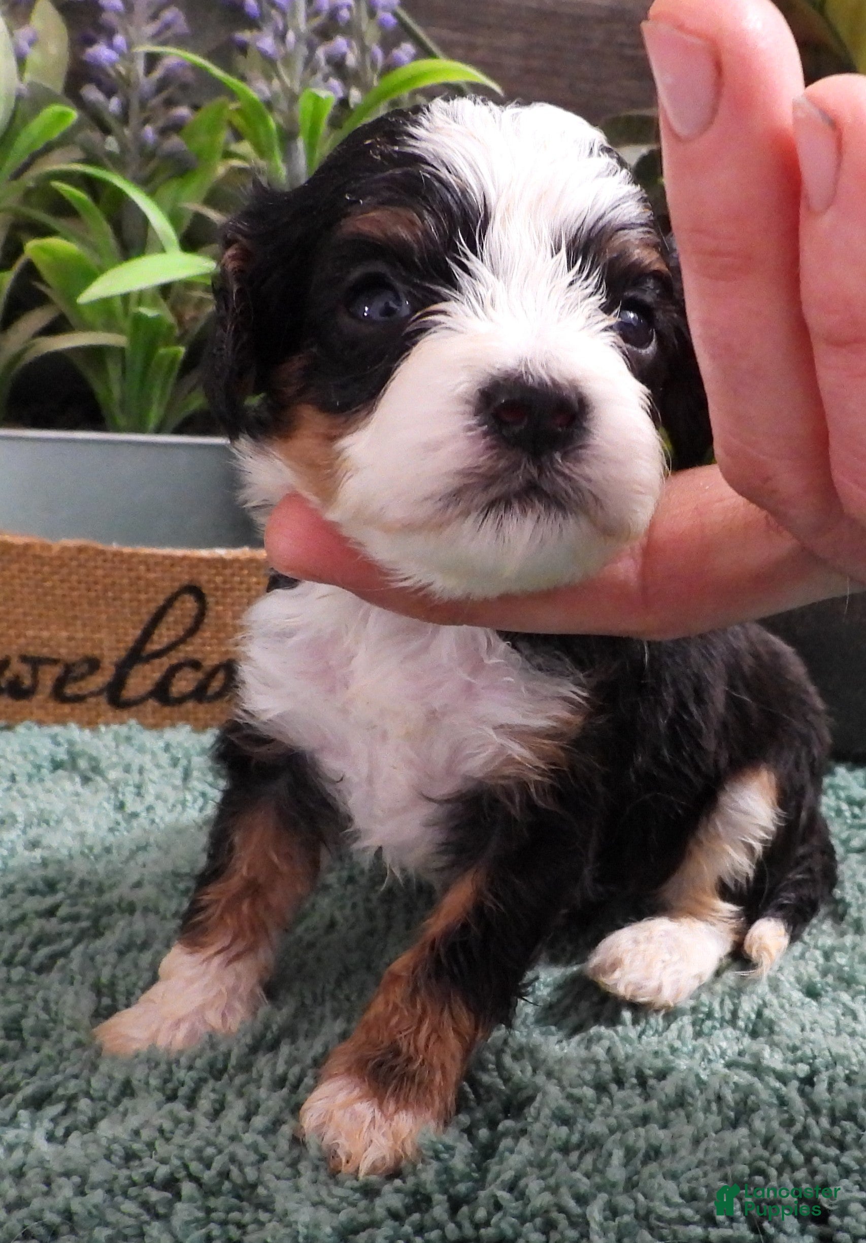 Cavapoo dogs Cavapoo Female of Sally's - Ad 4