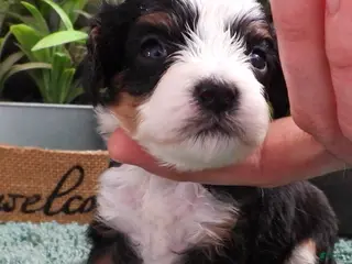 Cavapoo dogs Cavapoo Female of Sally's - Ad 4