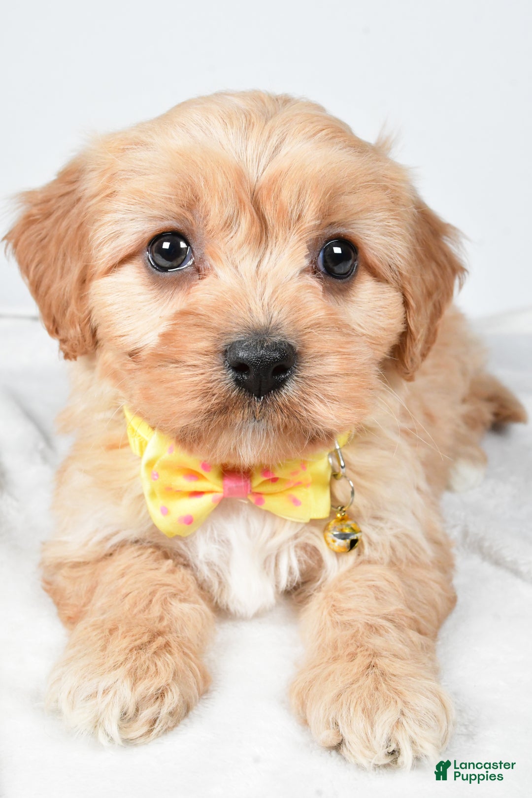 Cavachon dogs for sale: Gary - Ad 4