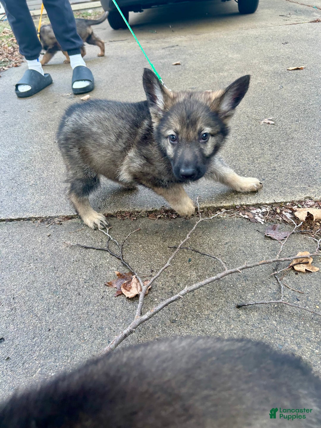 German Shepherd dogs for sale: German Shepherd Dark Green - Ad 5
