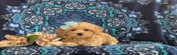 Bichpoo dogs for sale: Aubrey - Ad 5