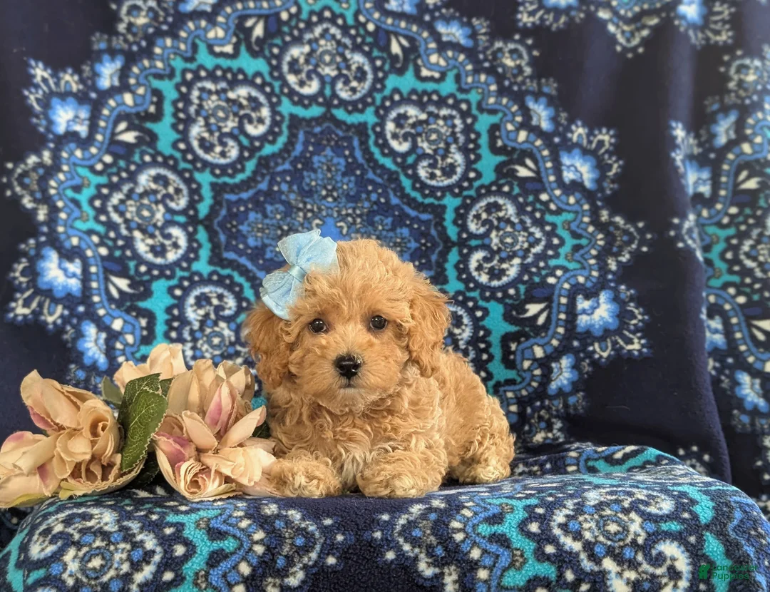 Bichpoo dogs for sale: Aubrey - Ad 5