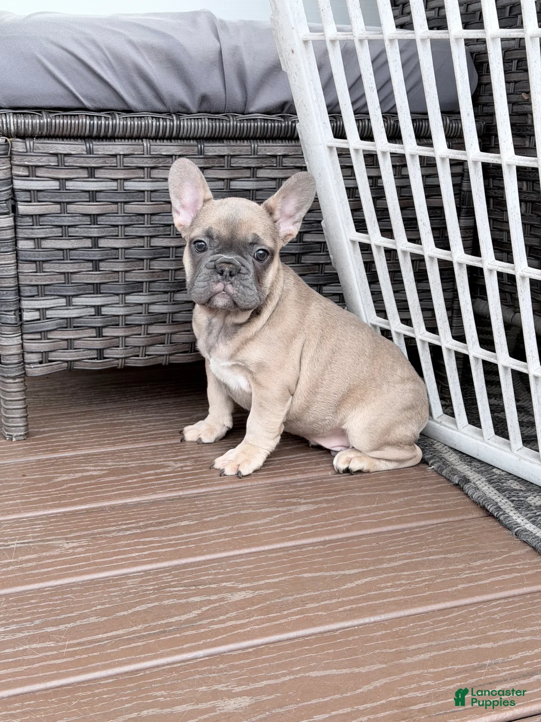 French Bulldog dogs for sale: Max - Ad 4