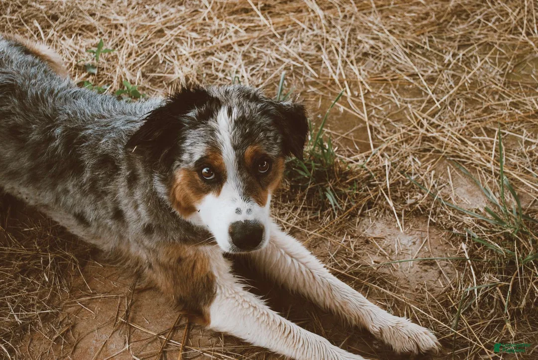 Australian Shepherd dogs for sale: Australian Shepherd Puppy 8 - Ad 3