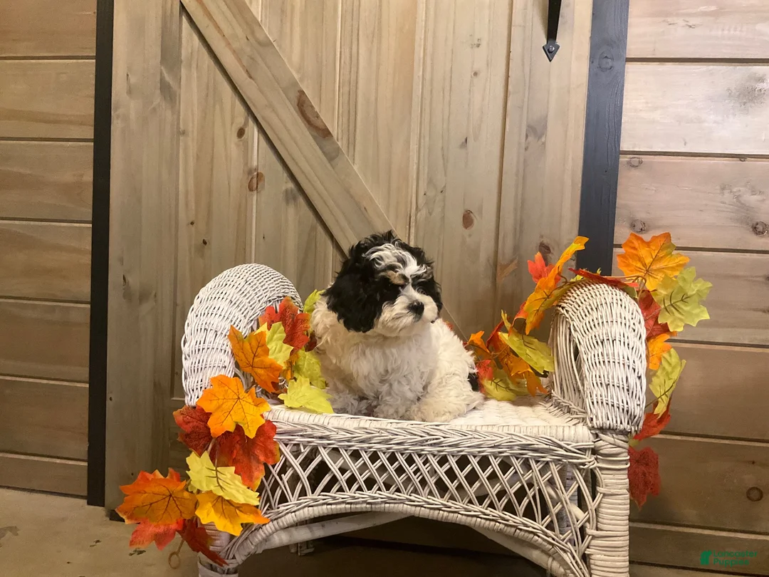 Cavachon dogs for sale: Cookie  - Ad 4