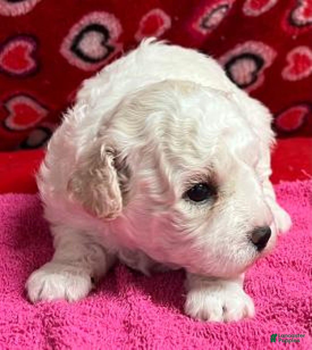 Bichon Frise dogs for sale: Mimosa - Ad 1