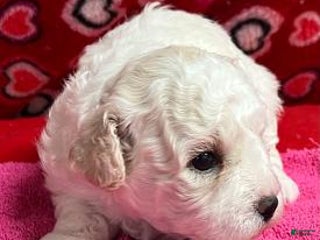 Bichon Frise dogs Mimosa - Ad 35