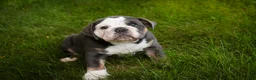 Mixed Breed dogs for sale: Duke Victorian Bulldog - Ad 6