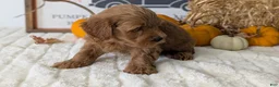 Mini Goldendoodle dogs for sale: Dash - Ad 9