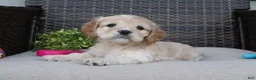 Cocker Spaniel dogs for sale: Ferris - Ad 7
