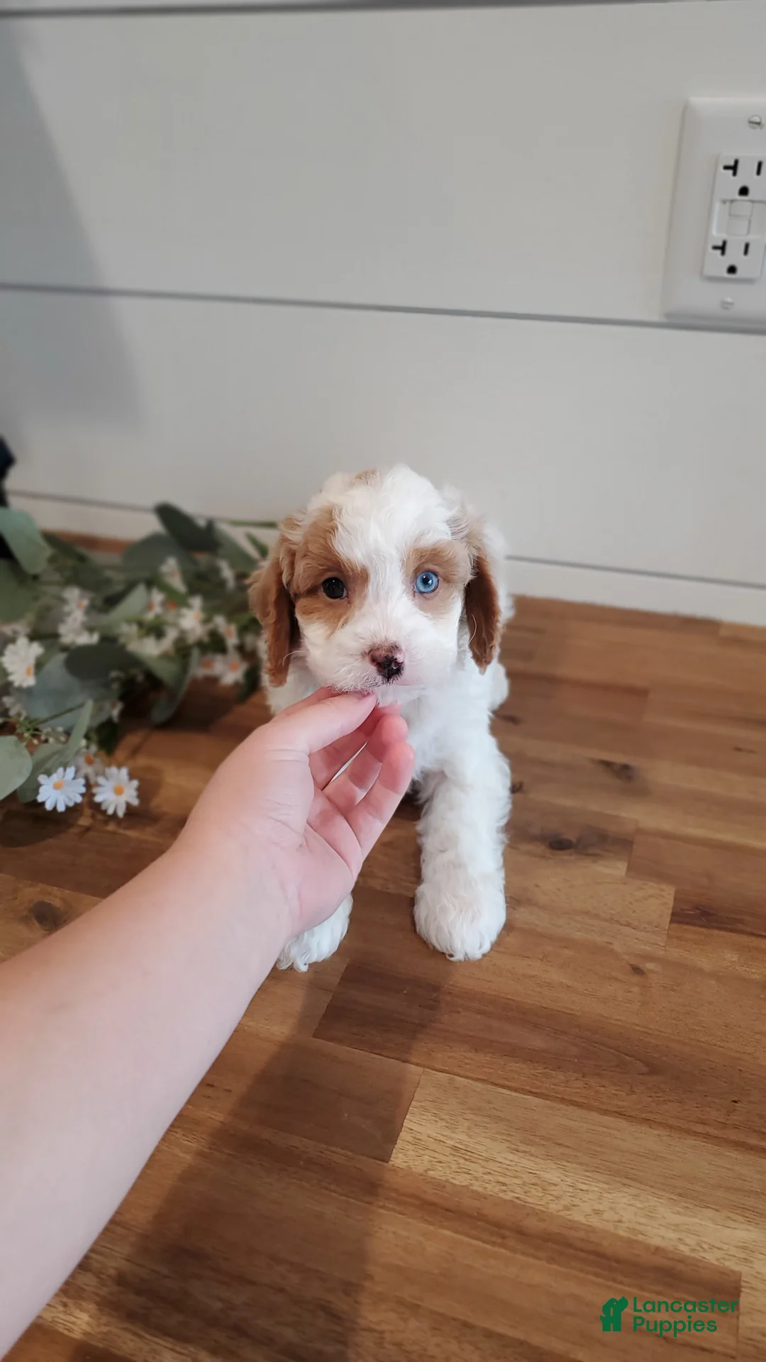 Cavapoo dogs for sale: Cloud - Ad 2