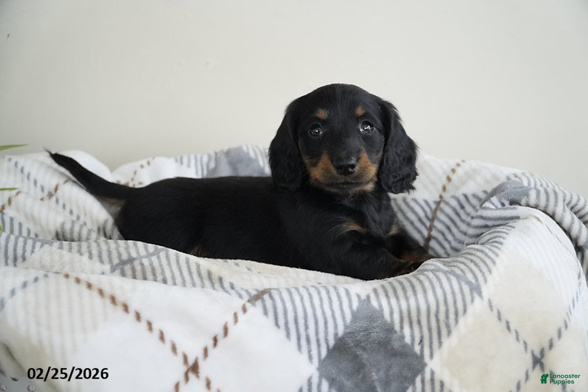 Miniature Dachshund dogs Dallas - Ad 1