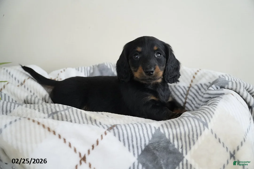 Miniature Dachshund dogs for sale: Dallas - Ad 1