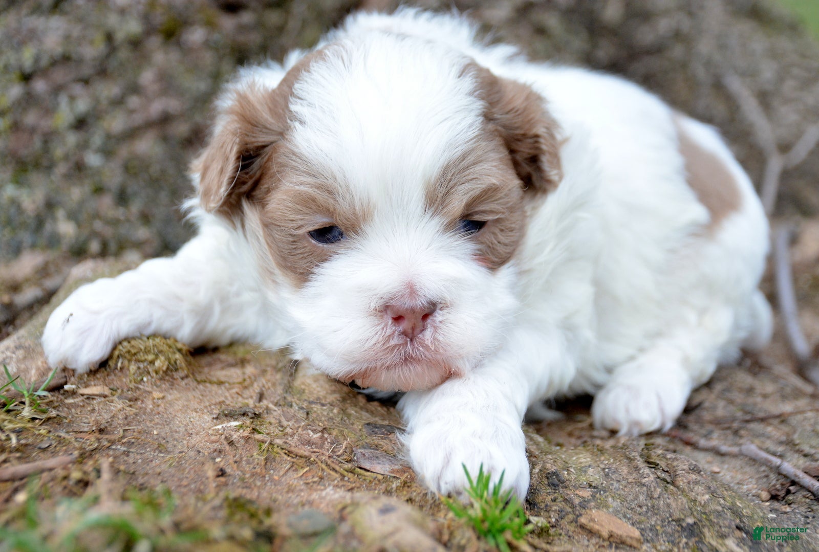 Shihpoo dogs Shihpoo Sarge - Ad 17