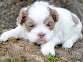 Shihpoo dogs Shihpoo Sarge - Ad 18