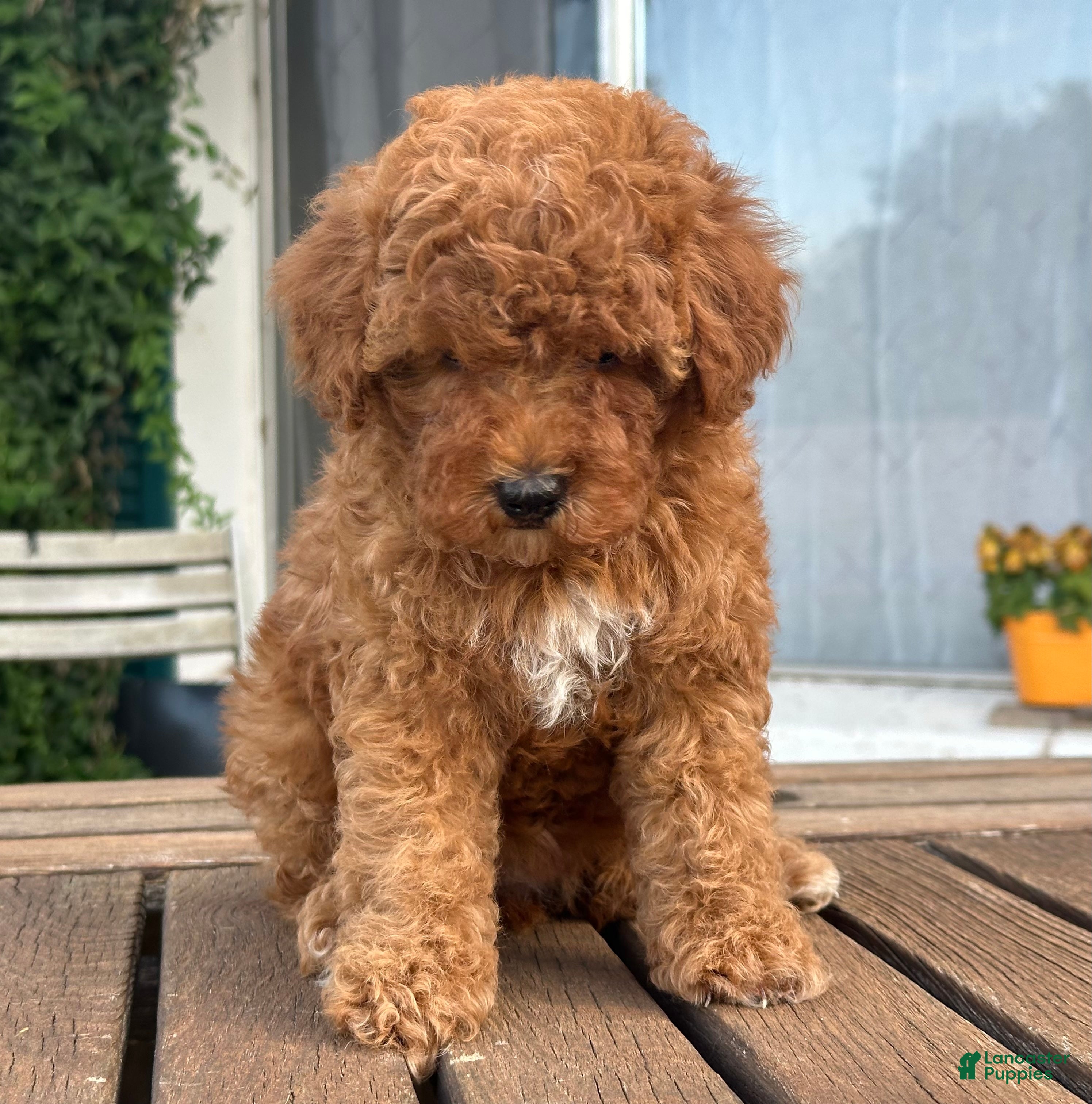 Toy Poodle dogs Toy Poodle Puppy 4 - Ad 37