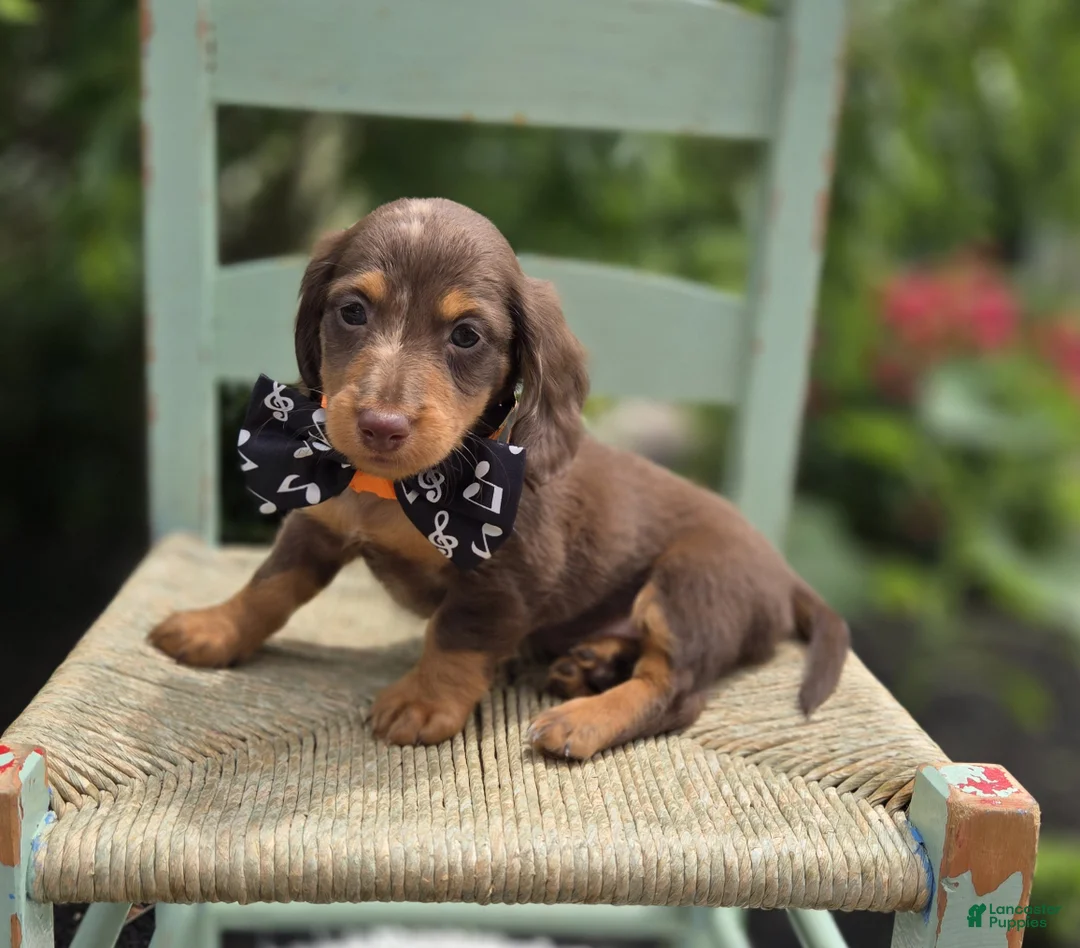 Miniature Dachshund dogs for sale: Felix - Ad 2