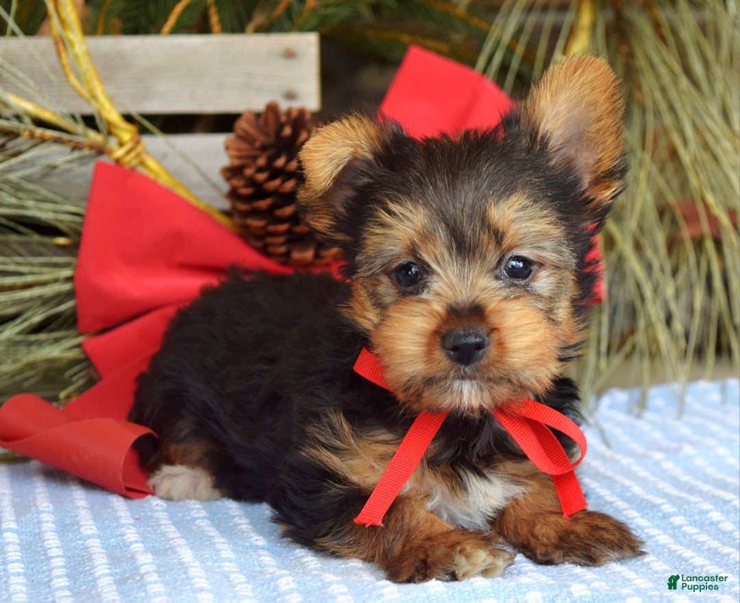 Yorkshire Terrier dogs for sale: Mason - Ad 7