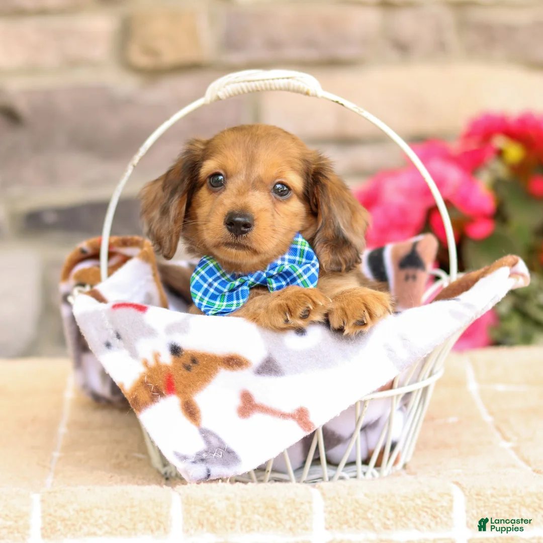 Miniature Dachshund dogs for sale: Marley - Ad 1