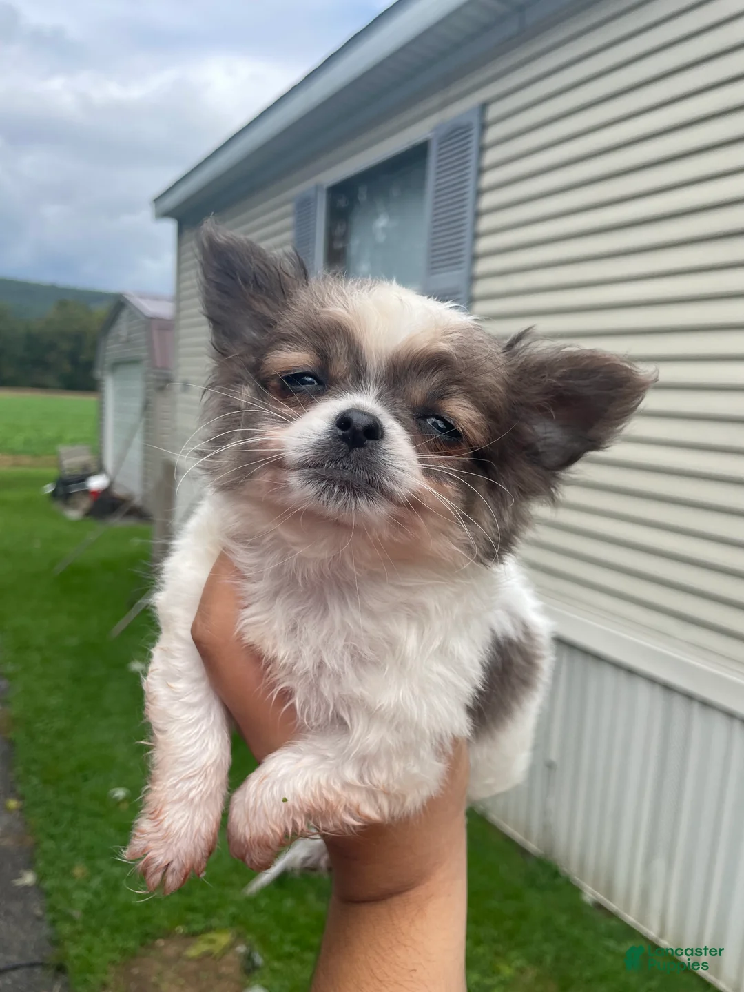 Chihuahua dogs for sale: Bandit  - Ad 2