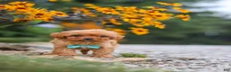 Cavapoo dogs for sale: Luca - Ad 4