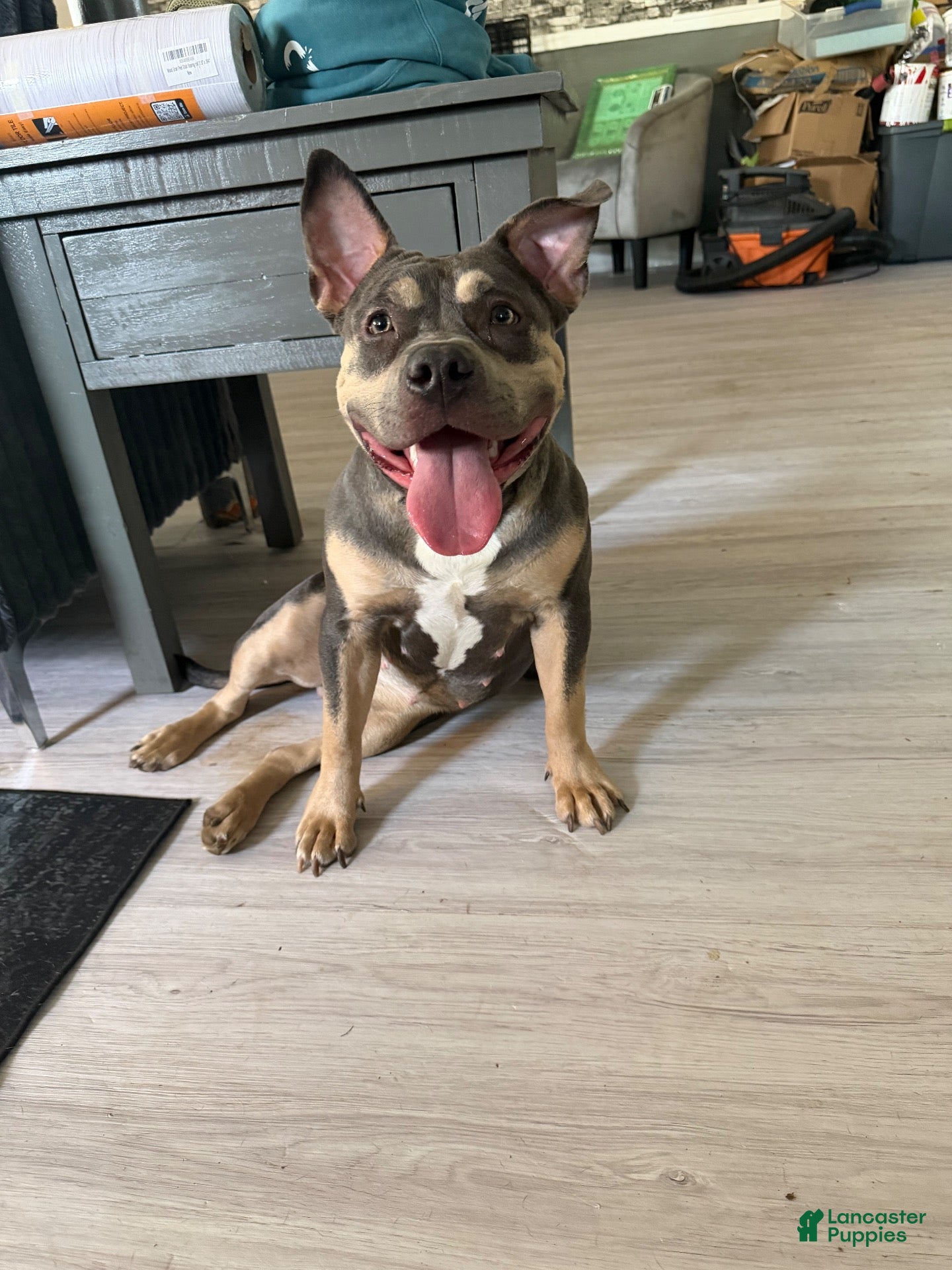 American Bully dogs Bella - Ad 1