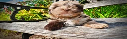 Havapoo dogs for sale: Heavenly - Ad 7