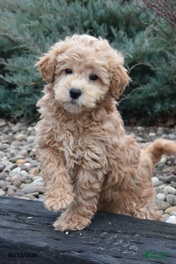 Mini Goldendoodle dogs Bandit - Ad 39