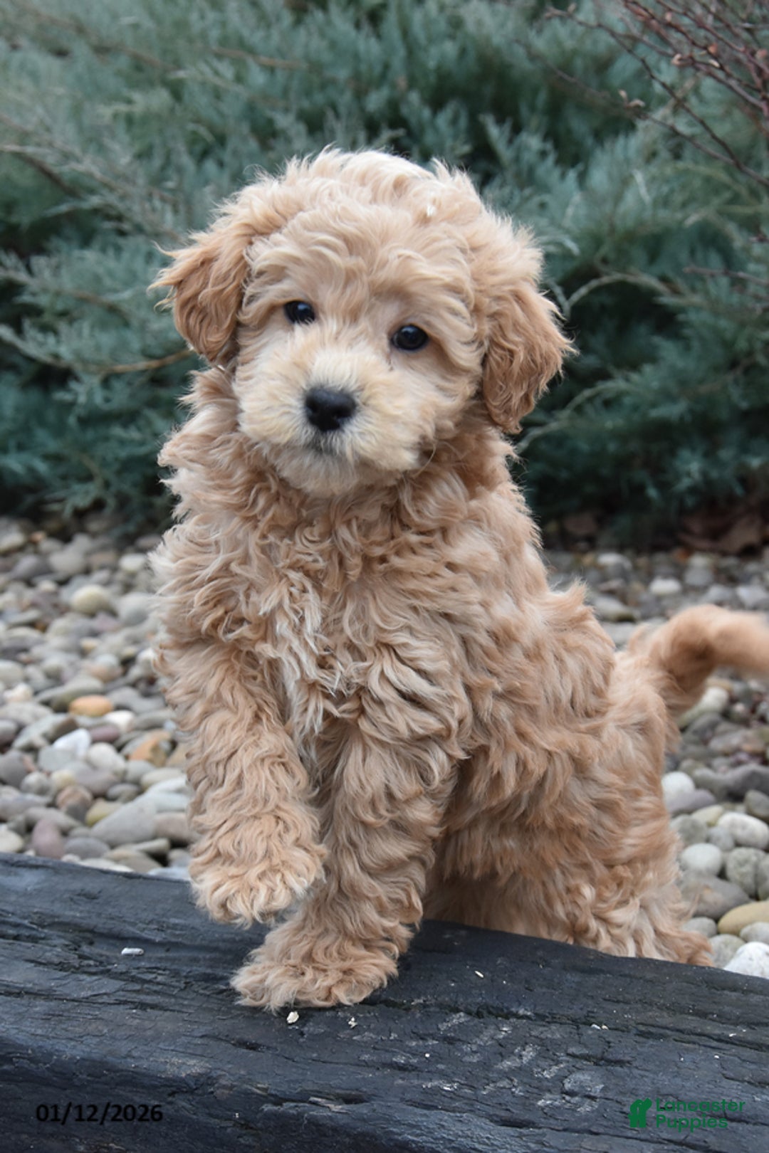 Mini Goldendoodle dogs for sale: Bandit - Ad 1