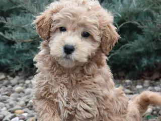 Mini Goldendoodle dogs Bandit - Ad 1